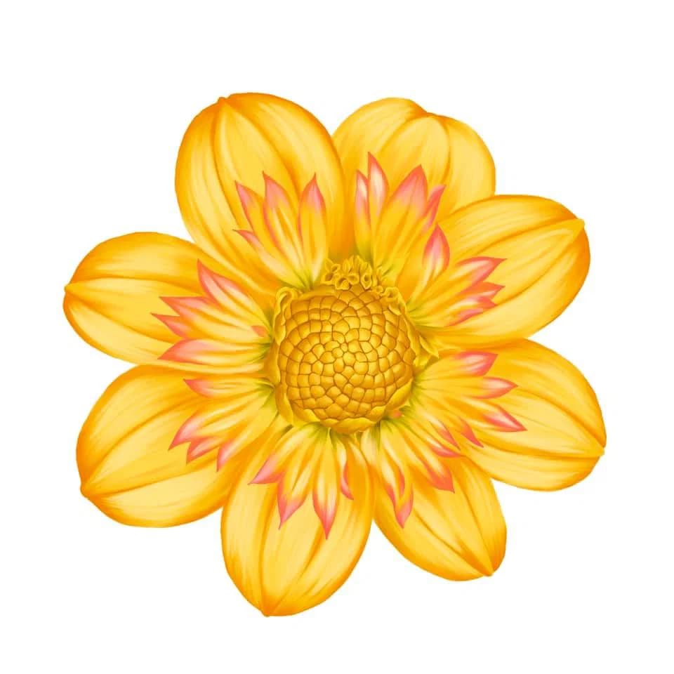 Wildflowers in Procreate artwork by Tawan Jitpanu Tanommit